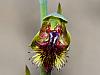 Calochilus campestris - Copper Beard Orchid.jpg